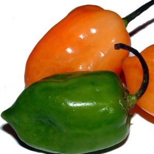 Bickford Habanero Öl