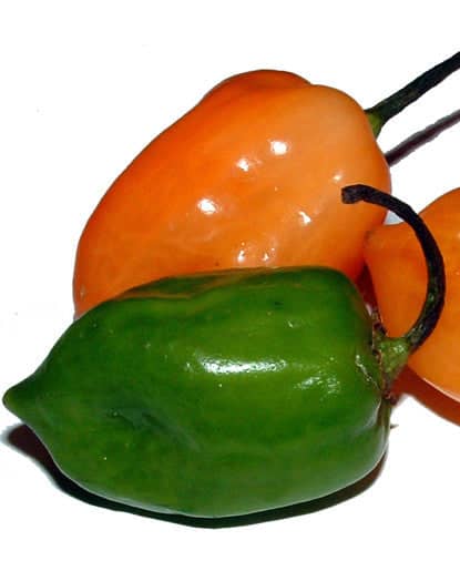 Bickford Habanero Öl