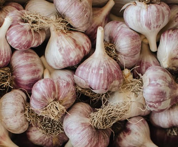 Russischer roter Samen Knoblauch