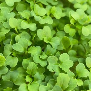 Wasabi Senf Microgreen