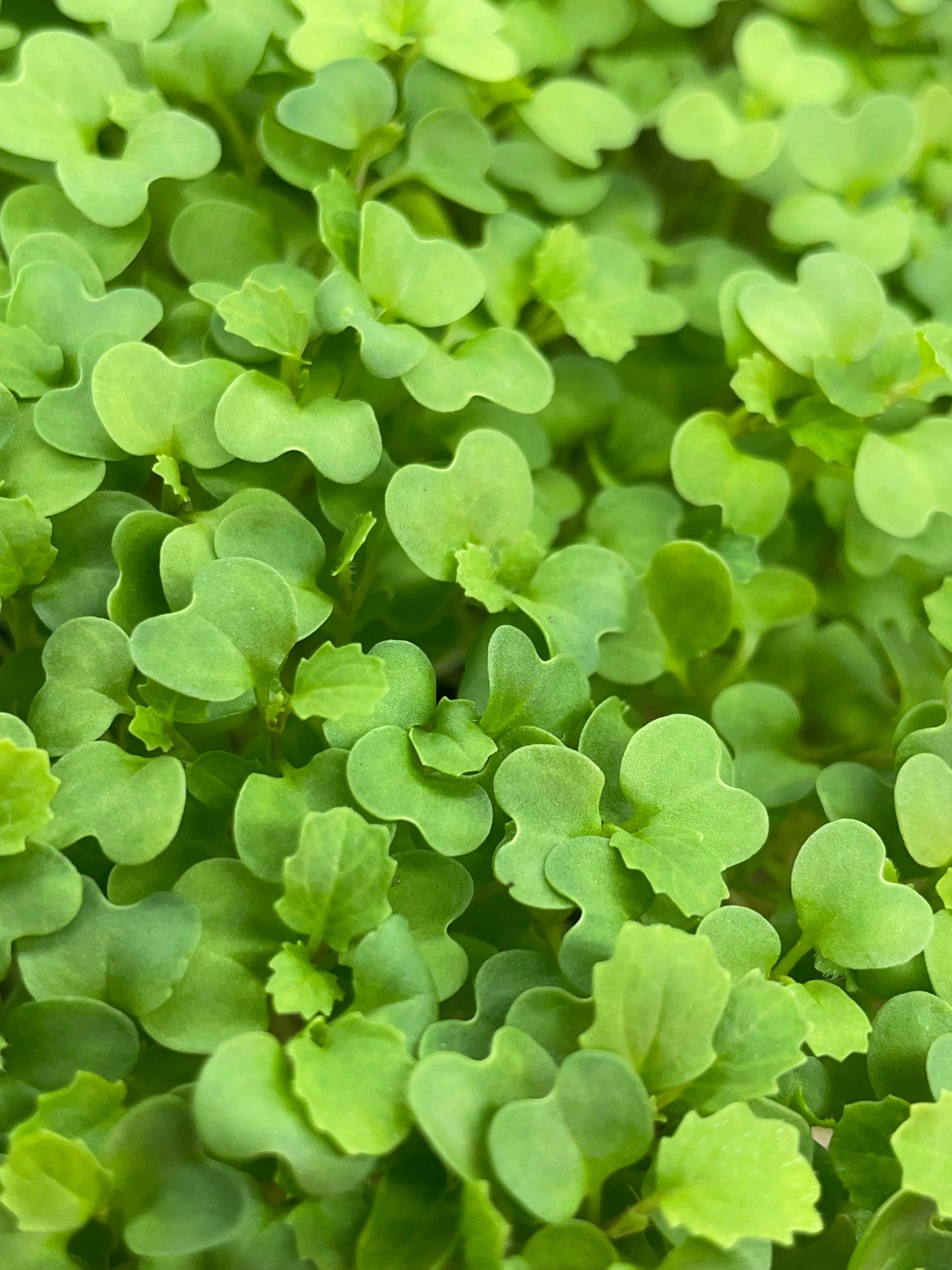 Wasabi Senf Microgreen