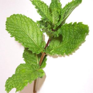 Bickford Spearmint Öl