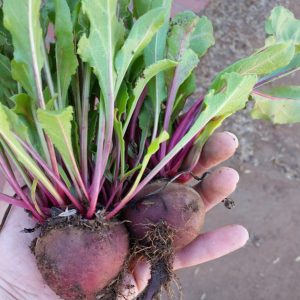 FALL Garden Seeds Super Combo Packung