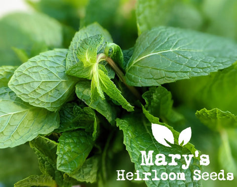Homesteader Herb Combo Packung
