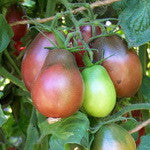 Violett Birne Tomate