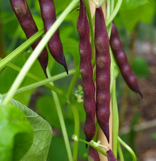 Cherokee Spur der Tränen Pole Beans