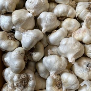 Gilroy Knoblauch Super Colossal Size Christopher Ranch 5 lose Köpfe