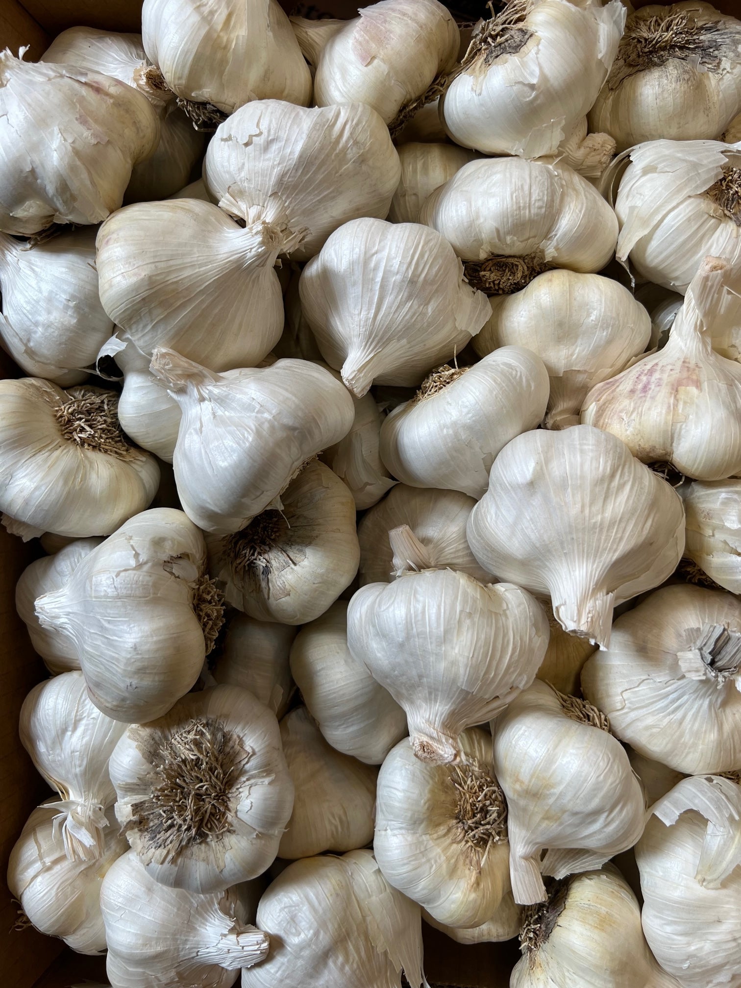 Gilroy Knoblauch Super kolossale Größe Christopher Ranch 5 lose Köpfe appr