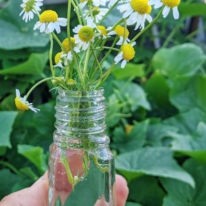 Homesteader Kräuter Super Combo Packung