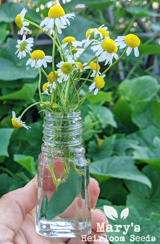 Homesteader Herbal SUPER Combo Packung