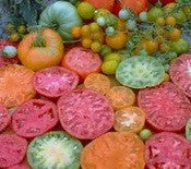 Mary's Tomate Liebhaber Combo Packung