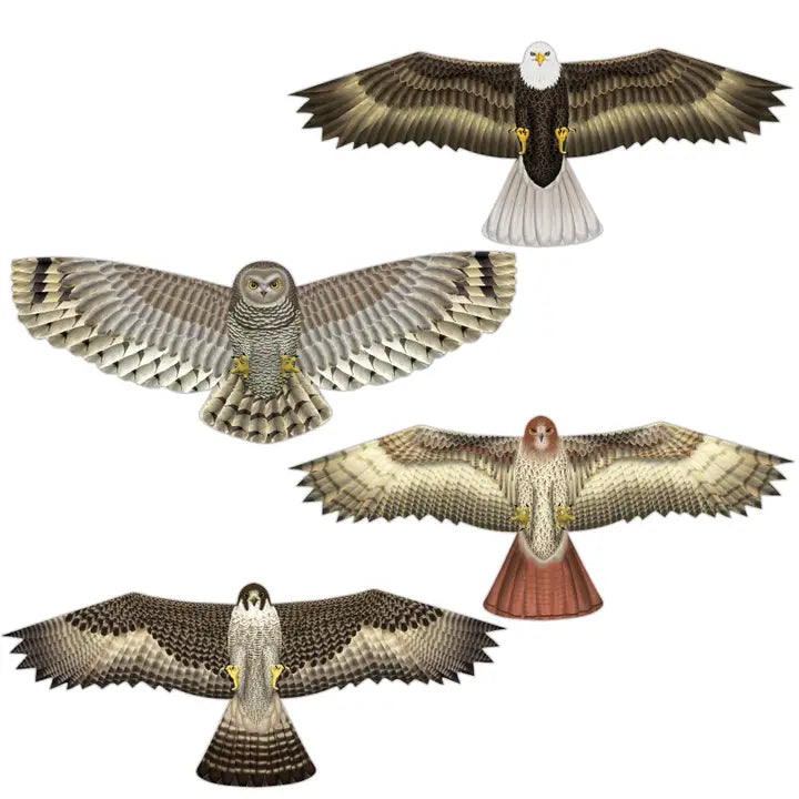In der Breeze Vögel von Prey Kites