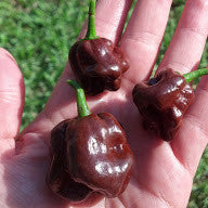 Schokolade Habanero Pfeffer