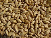 Gerstenkeimsamen