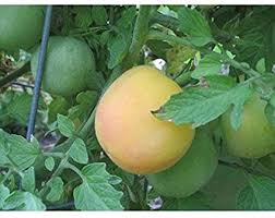 Garten Pfirsich Tomate