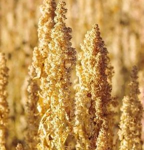 oro de valle quinoa