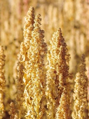 Oro de Valle Quinoa