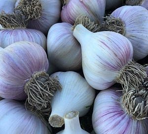 Musik Knoblauch