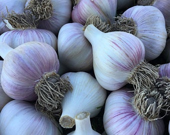 Musik Knoblauch