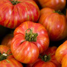 Vintage Wein Tomate