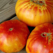 Herr Stripey Tomate