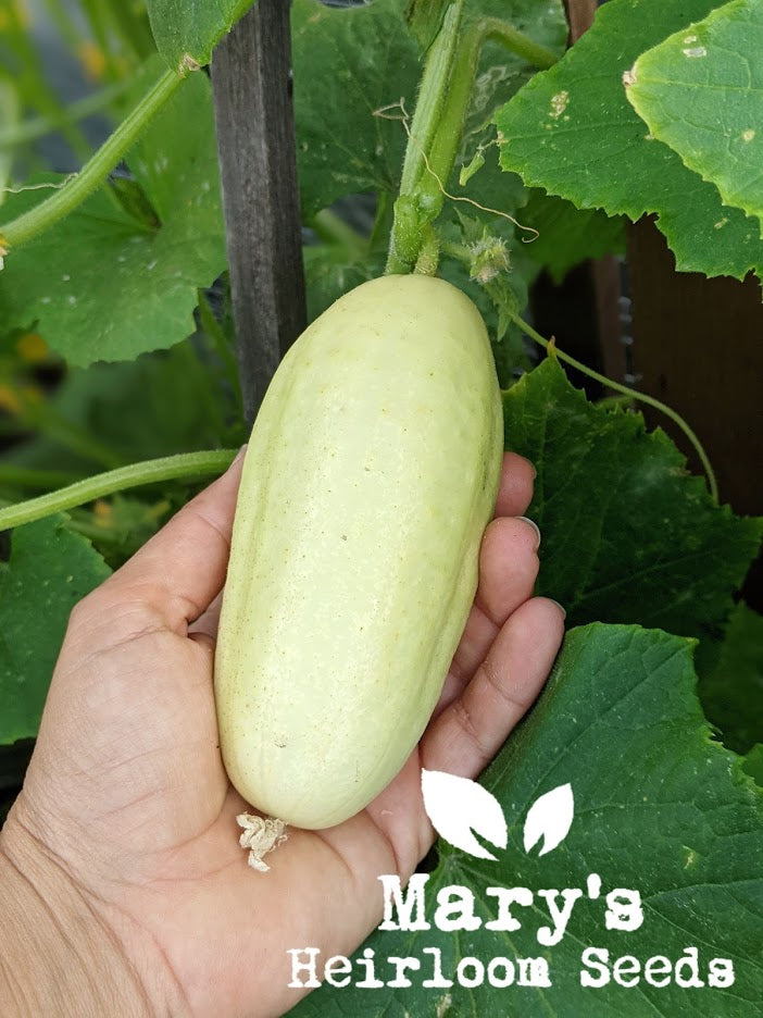 Mary's „Pacific Northwest“ Seeds Combo Packung