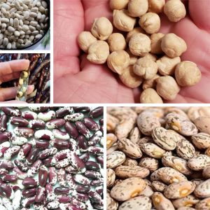 Bohnensuppe Seed Combo