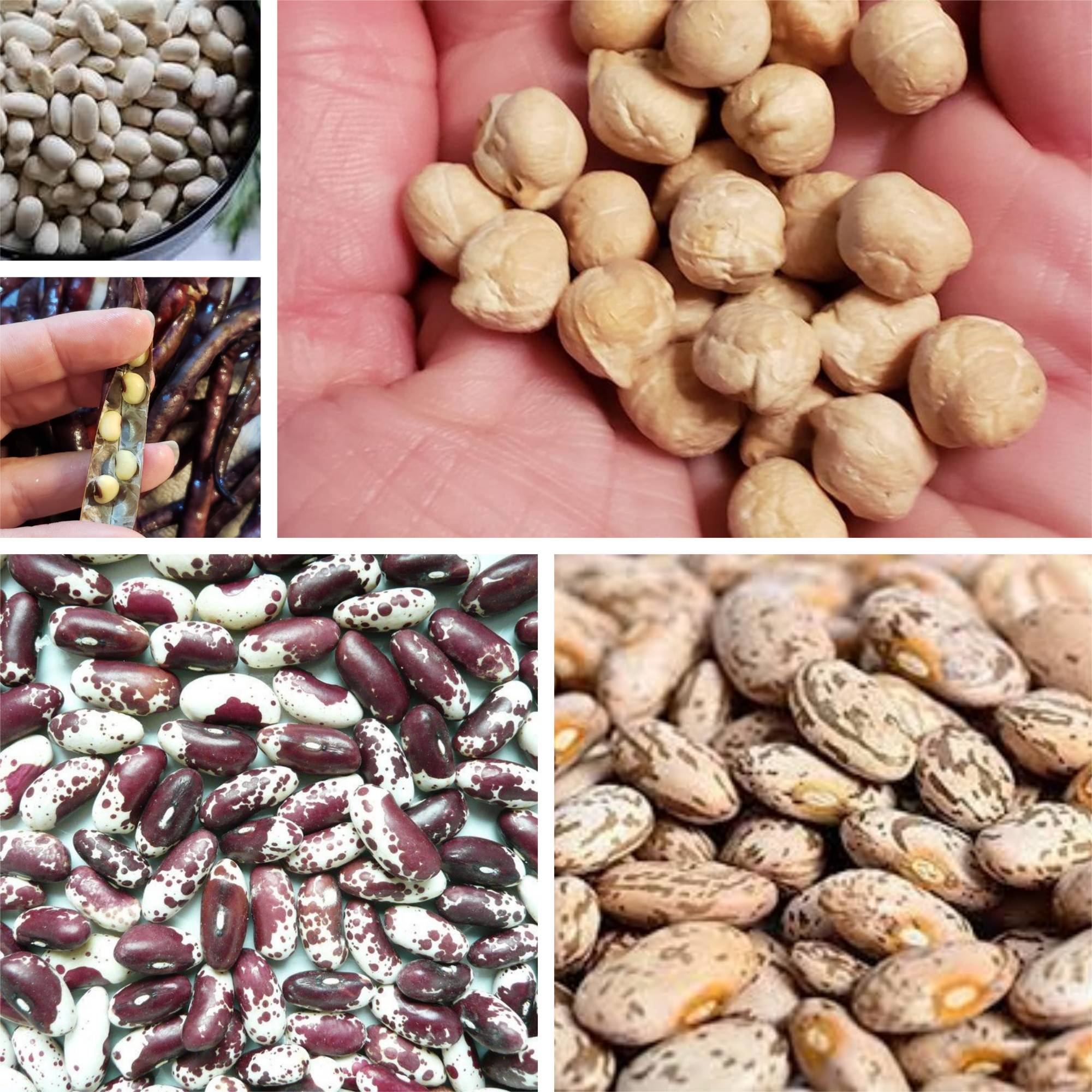 Bohnensuppe Seed Combo