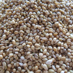 Deutsche Goldene Hirse – Masse