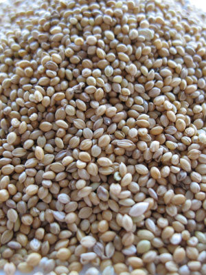 Deutsche Goldene Hirse – Bulk