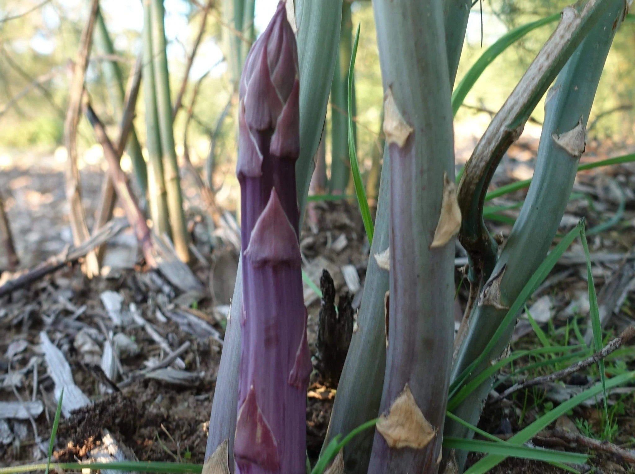Süß Violett Spargel