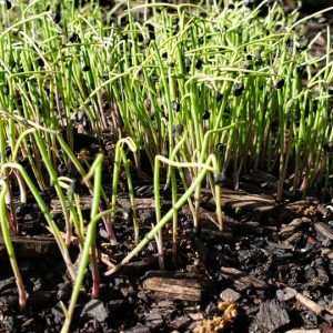 Tokyo lang Weiß – Microgreens Samen