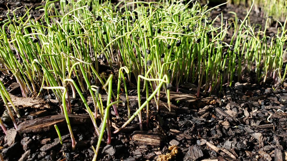 Tokyo lang Weiß – Microgreens Samen