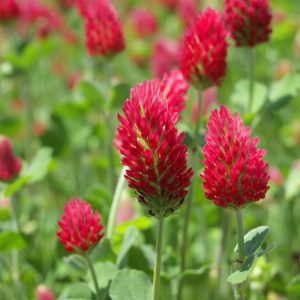 Crimson Clover Sprouting Samen