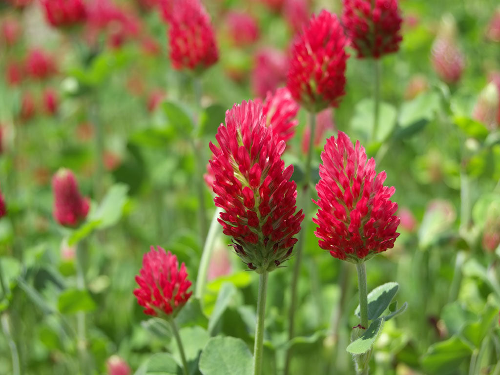 Crimson Clover Sprouting Samen