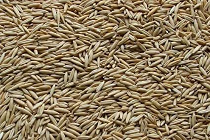 Hafersamen – Bulk