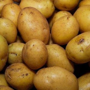 Deutsche Butterball Samenkartoffel