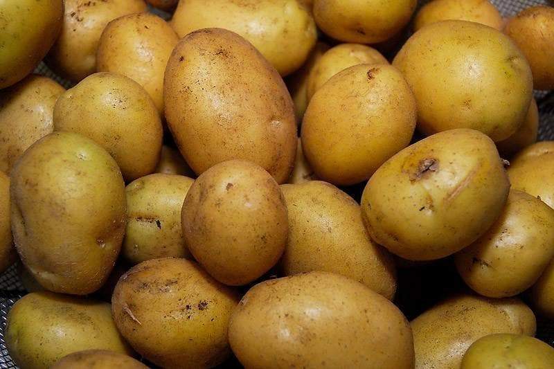 Deutsche Butterball Samenkartoffel