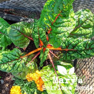 Mary’s “Texas” Seeds combo Minipackung