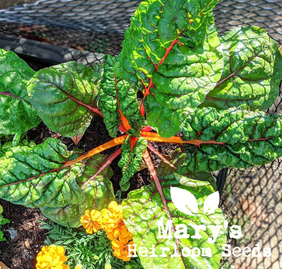 Mary's “Texas” Seeds Combo Mini-Packung