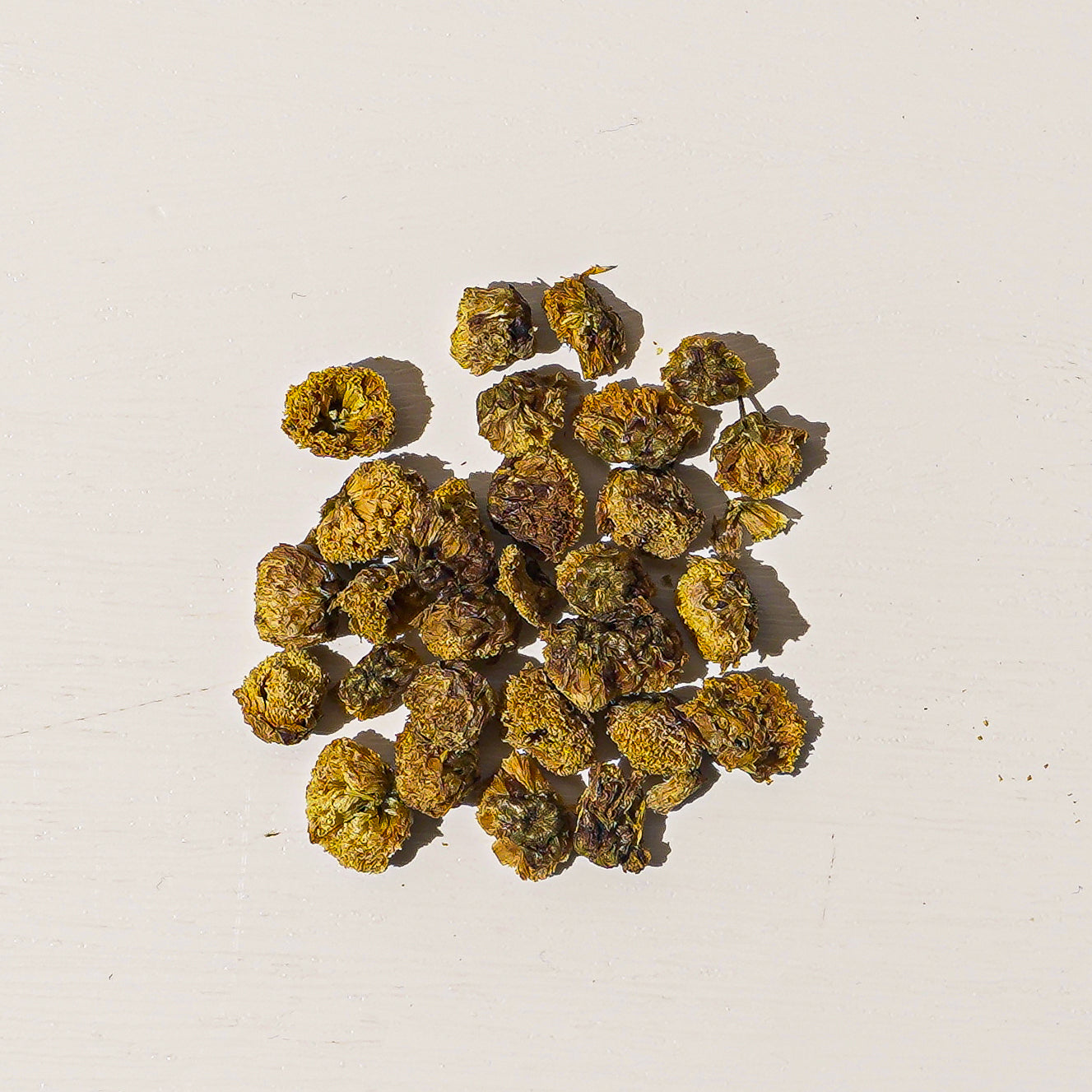 Wild Chrysantheme Blume