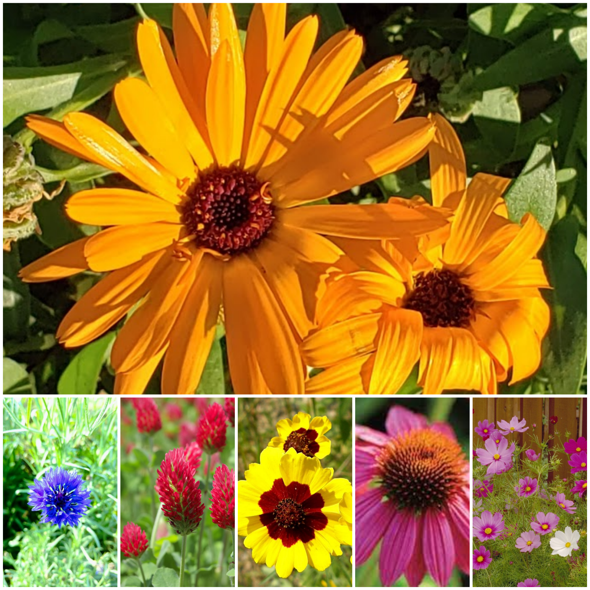 Gartenmischung für Bestäuber – lose Ware