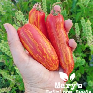 Mary’s Heirloom Sammlung von Tomatensamen