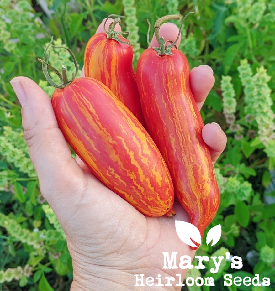 Mary's Heirloom Tomatensamen-Sammlung
