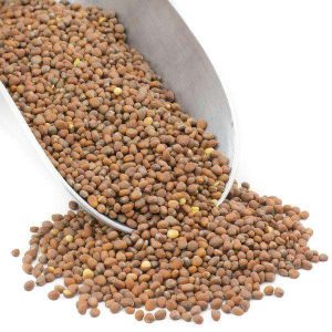 Radish Seeds, ökologisch