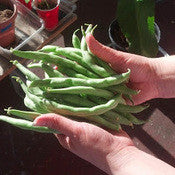 Mary's Garden Packung