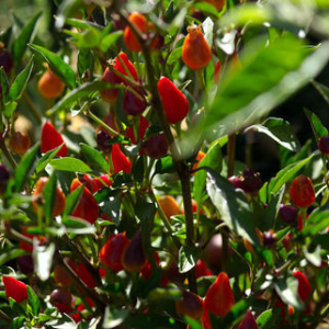 Firecracker Paprika