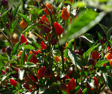 Firecracker Hot Pfeffer