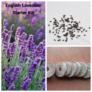 Lavendel Starter Kit