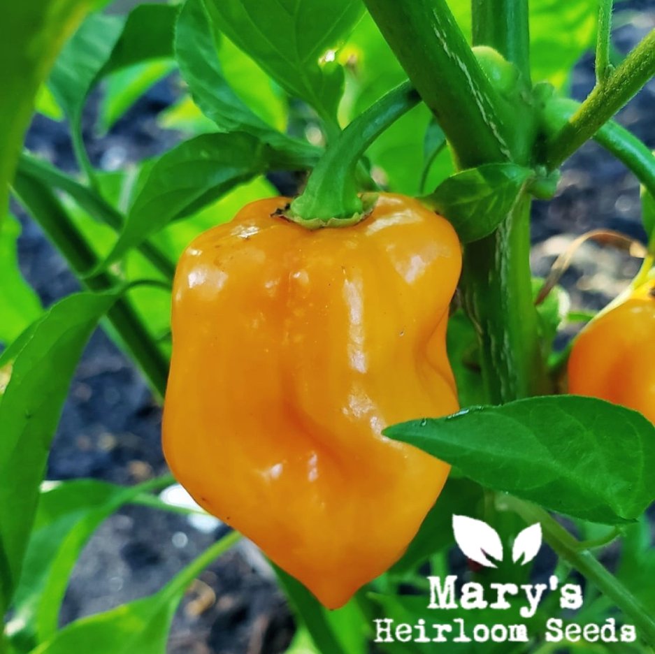 Farbige Seed Combo: ORANGE